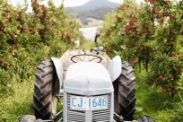 Tractor in the orchard at Willie Smiths. Photography by Ali Nasseri