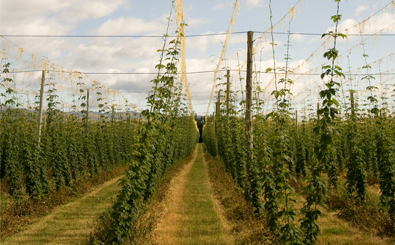 NZ-Hop-Fields_new