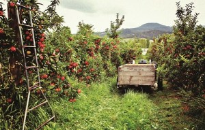 Cider Australia