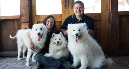 Smiling Samoyed