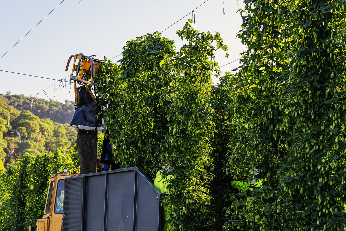 2024 hop harvest delivers lower yields but higher quality Beer & Brewer